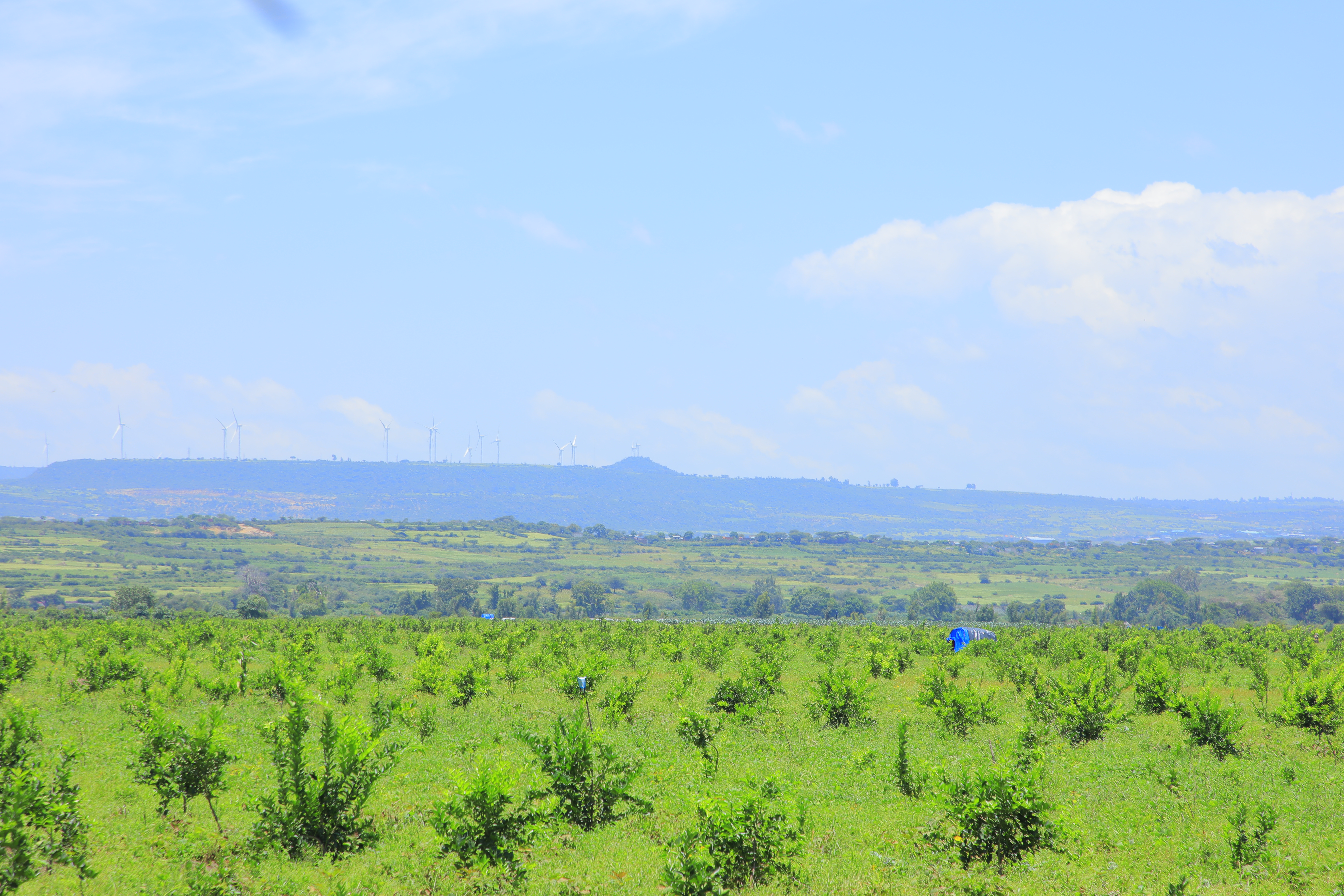 Annual Agricultural Survey Fieldwork Progressing Well Addis Ababa, September 25, 2026 6 a3a3709